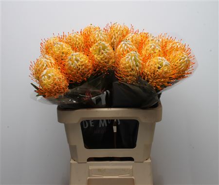 Leucospernum Conocar Goldie 60cm