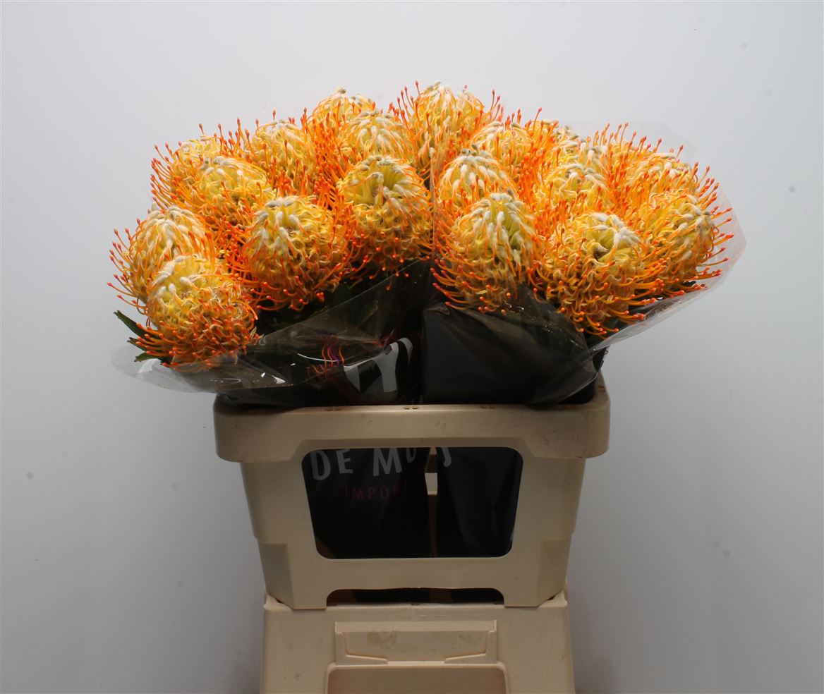 Leucospermum Goldie 60cm