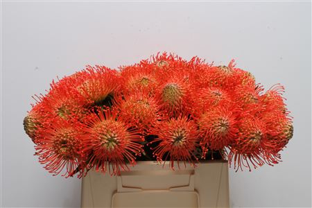 Leucospermum Succession 35cm
