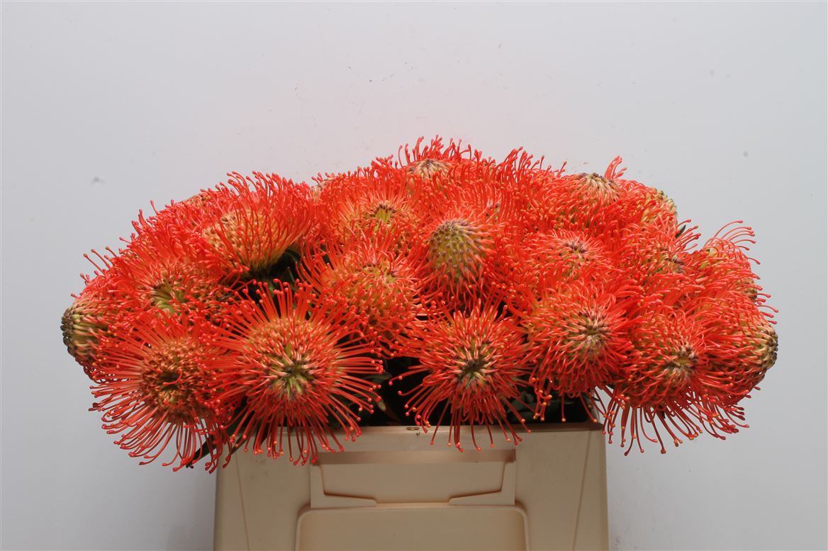 Leucospermum Succession 35cm