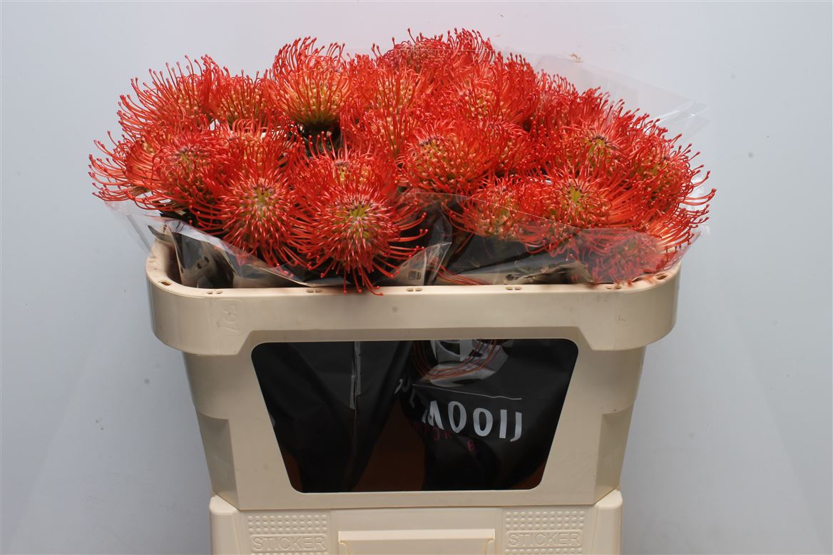 Leucospermum Succession 70cm