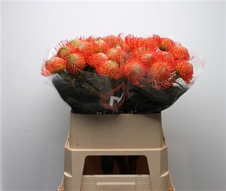 Leucospermum Succession 80cm