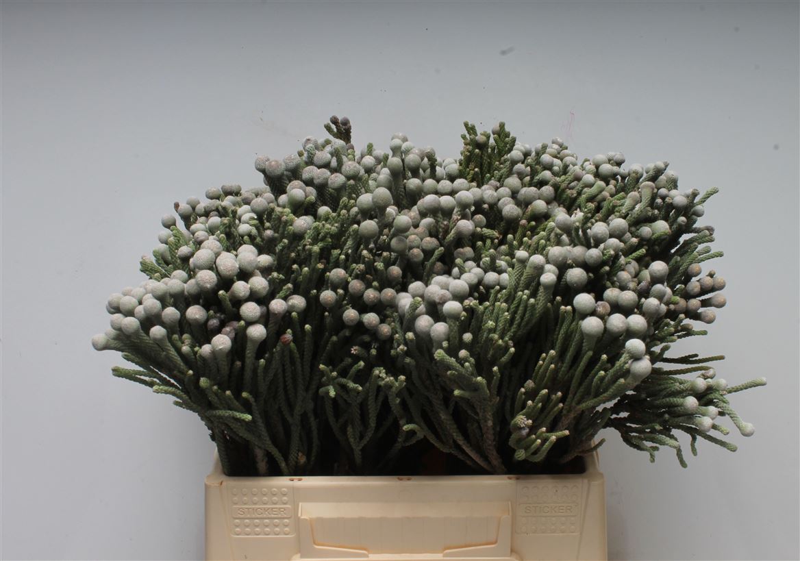 Brunia Laevis 40cm