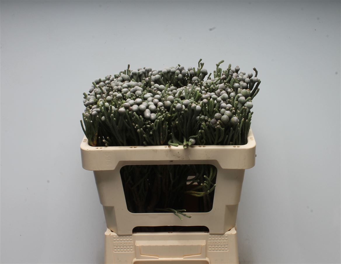 Brunia Laevis 50cm