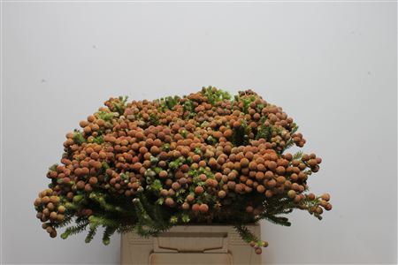 Berzelia Bloed Kol Bnch 40cm