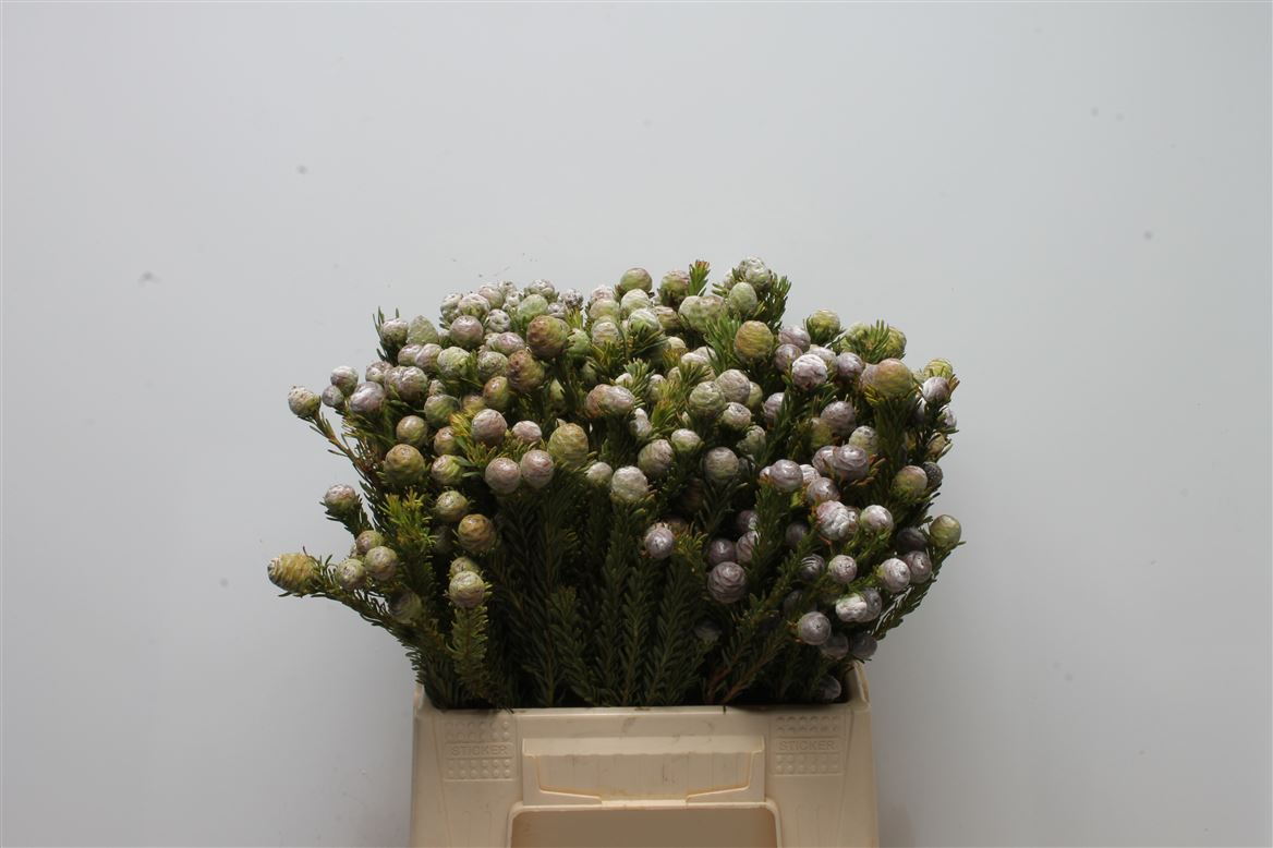 Leucadendron Linifolium 40cm