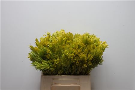 Leucad Platyspermum
