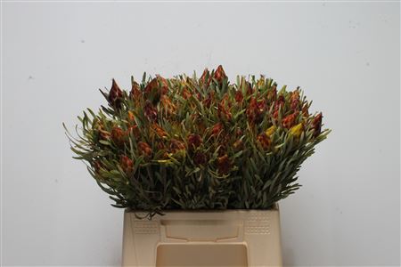 Leucad Rubrum