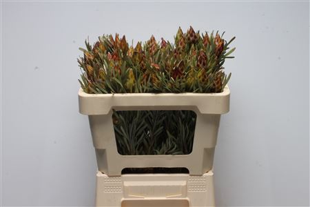 Leucadendron Rubrum Bnch 50cm