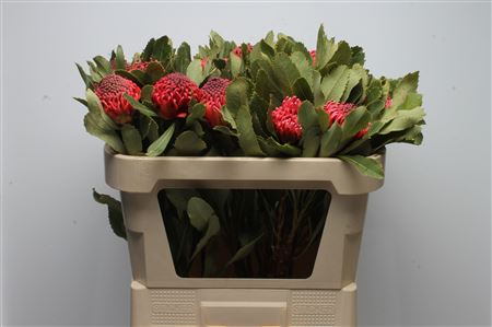 Telopea Sp Waratah