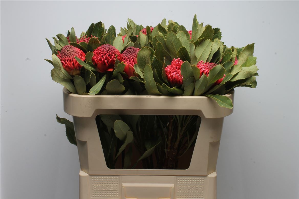Telopea Speciosissima Waratah 70cm