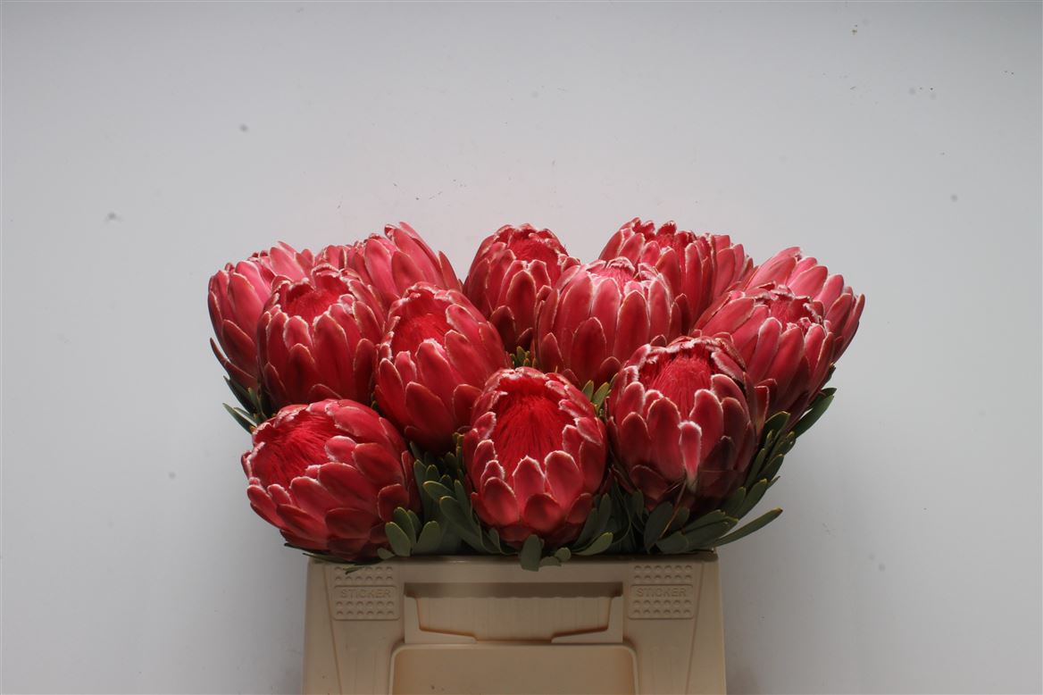 Protea Venus 40cm