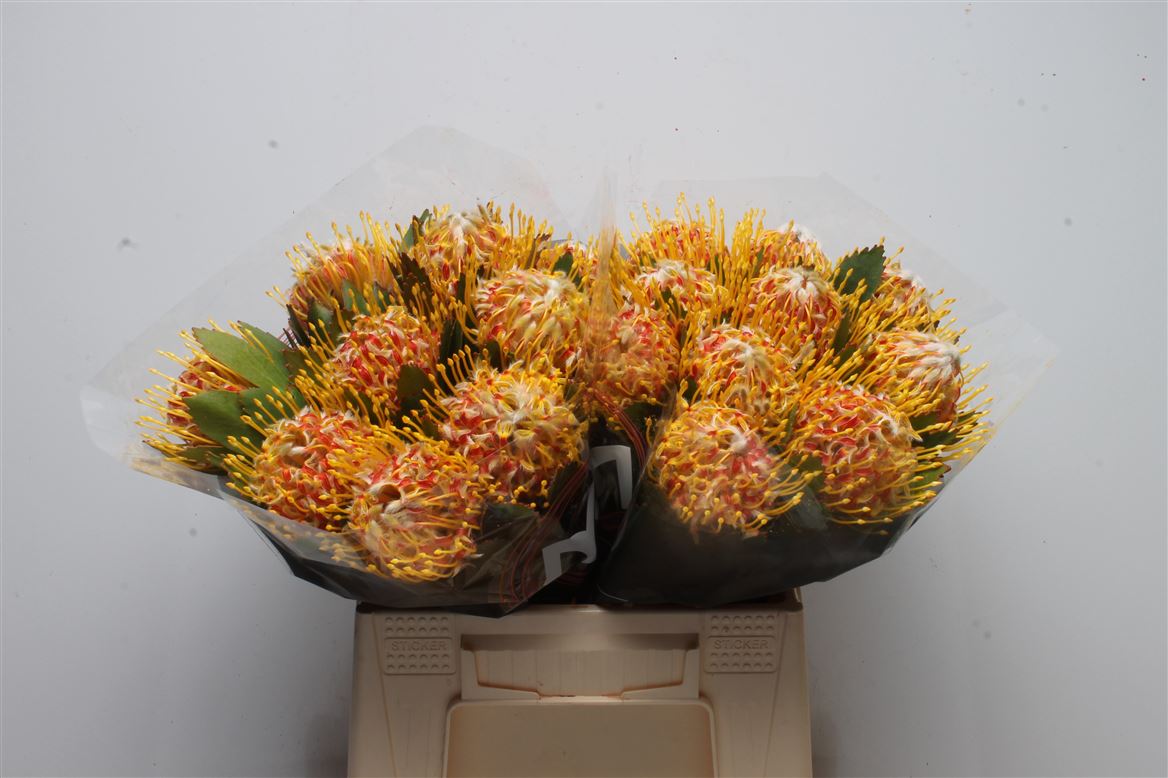Leucospermum Veldfire 40cm