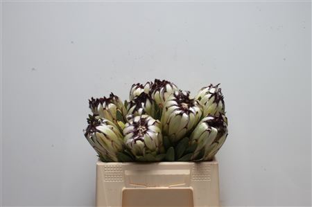 Protea Moonshine 30cm