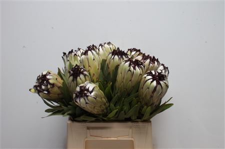 Protea Moonshine 40cm