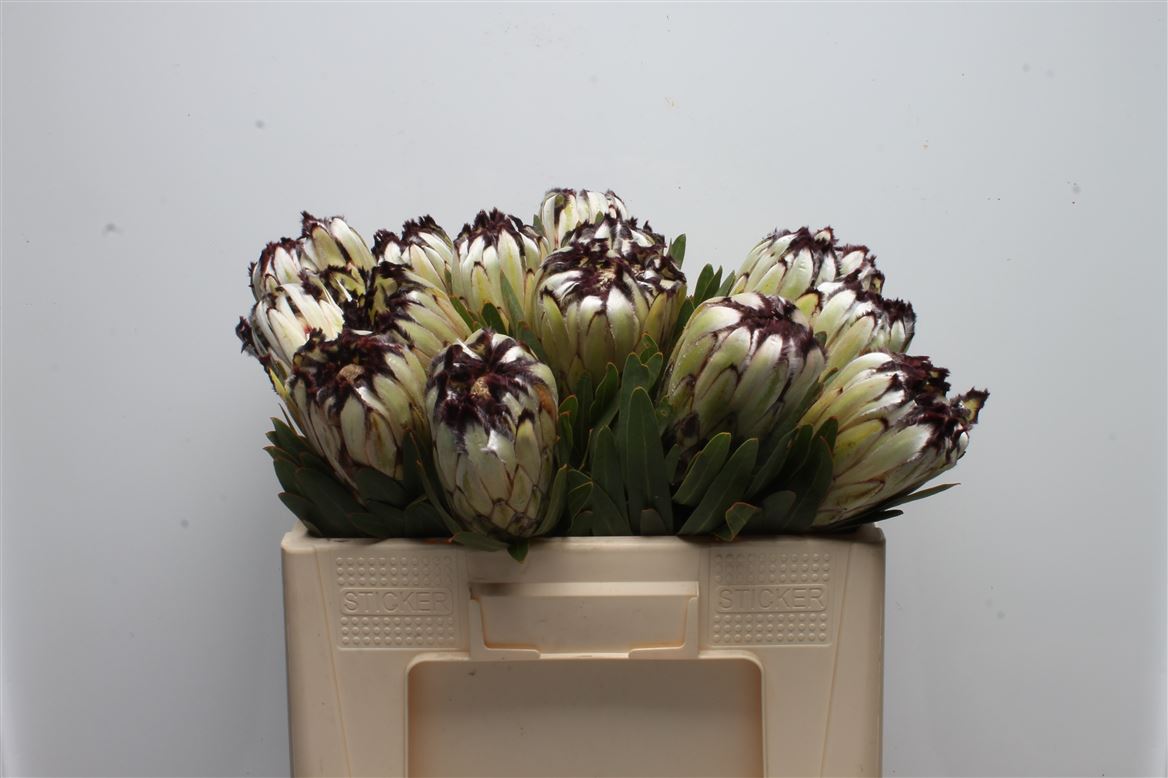 Protea Moonshine 50cm