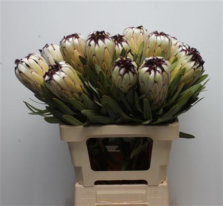 Protea Moonshine 60cm