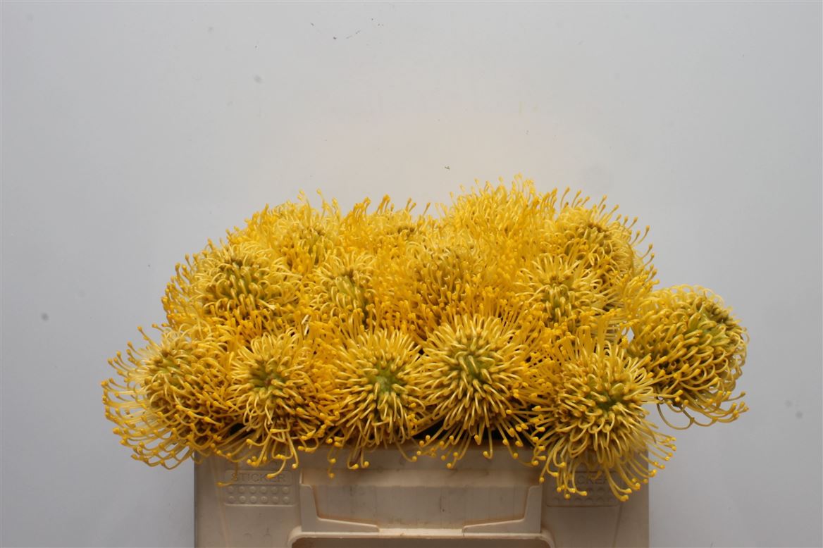 Leucospermum High Gold 30cm