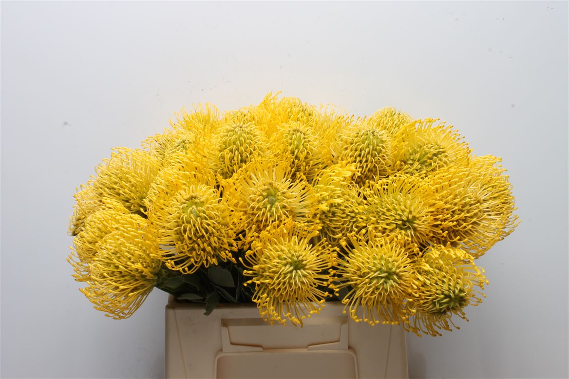 Leucospermum High Gold 35cm