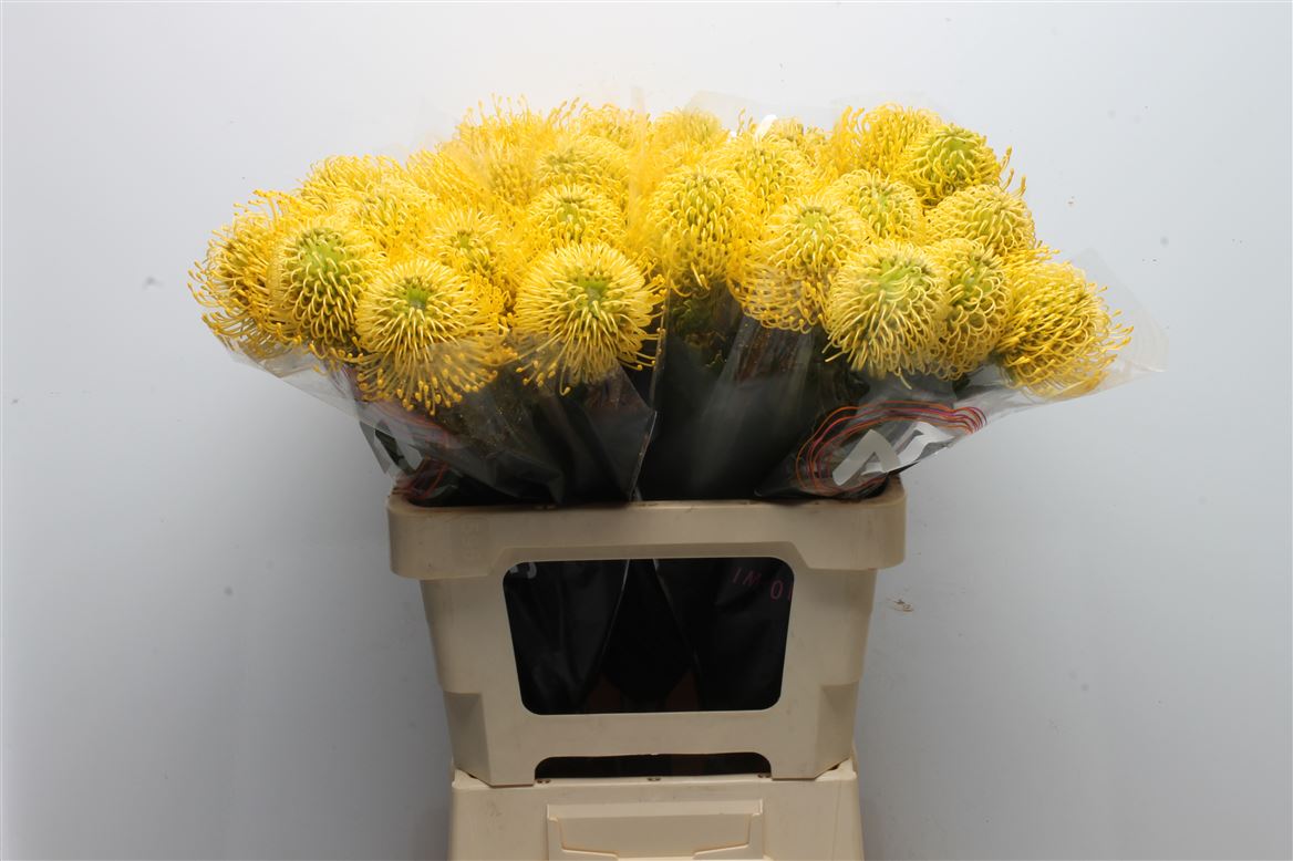 Leucospermum High Gold 60cm