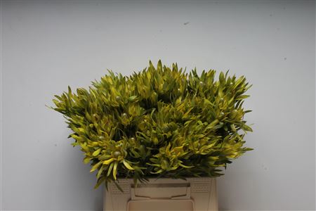 Leucadendron Pizza 40cm
