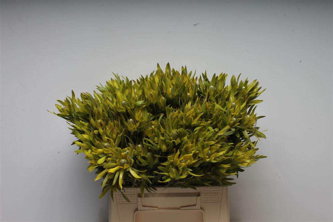 Leucadendron Pizza 40cm