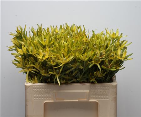 Leucadendron Pizza 50cm
