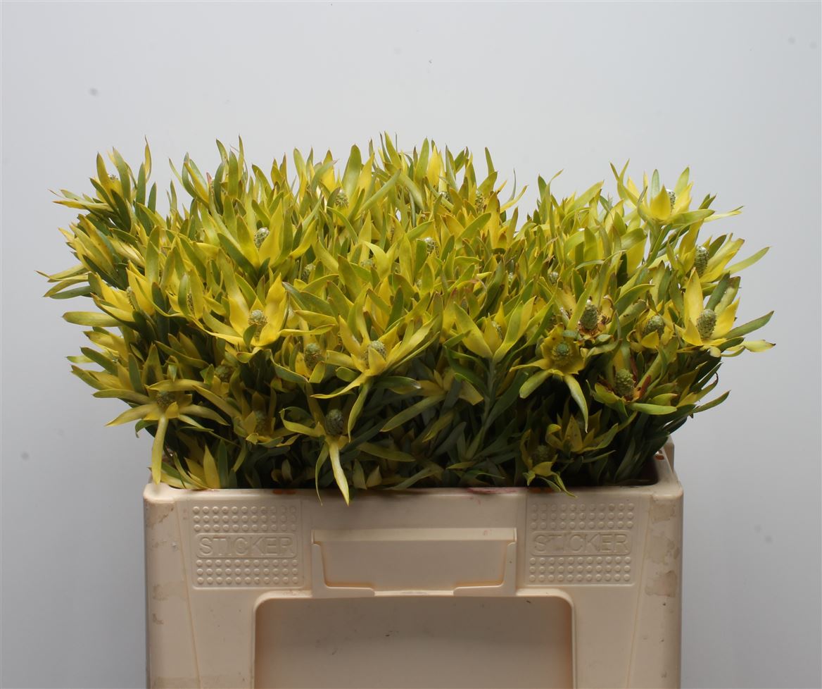 Leucadendron Pizza 50cm