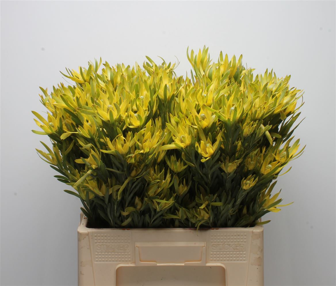 Leucadendron Pizza 60cm