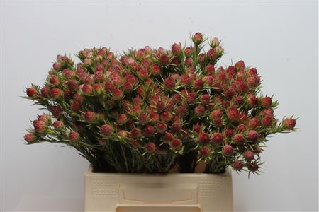 Leucadendron Jubilee Crown Bunch 40cm