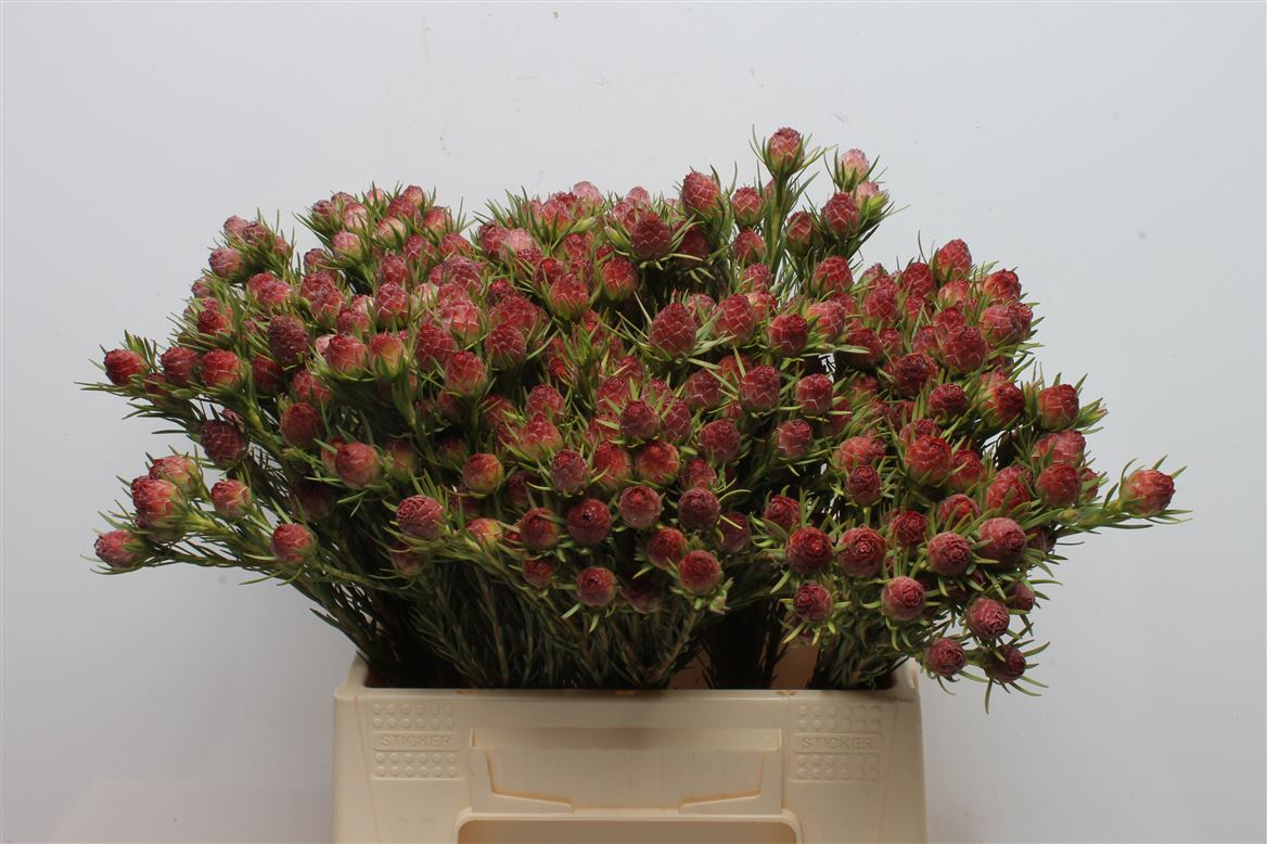 Leucadendron Jubilee Crown 40cm