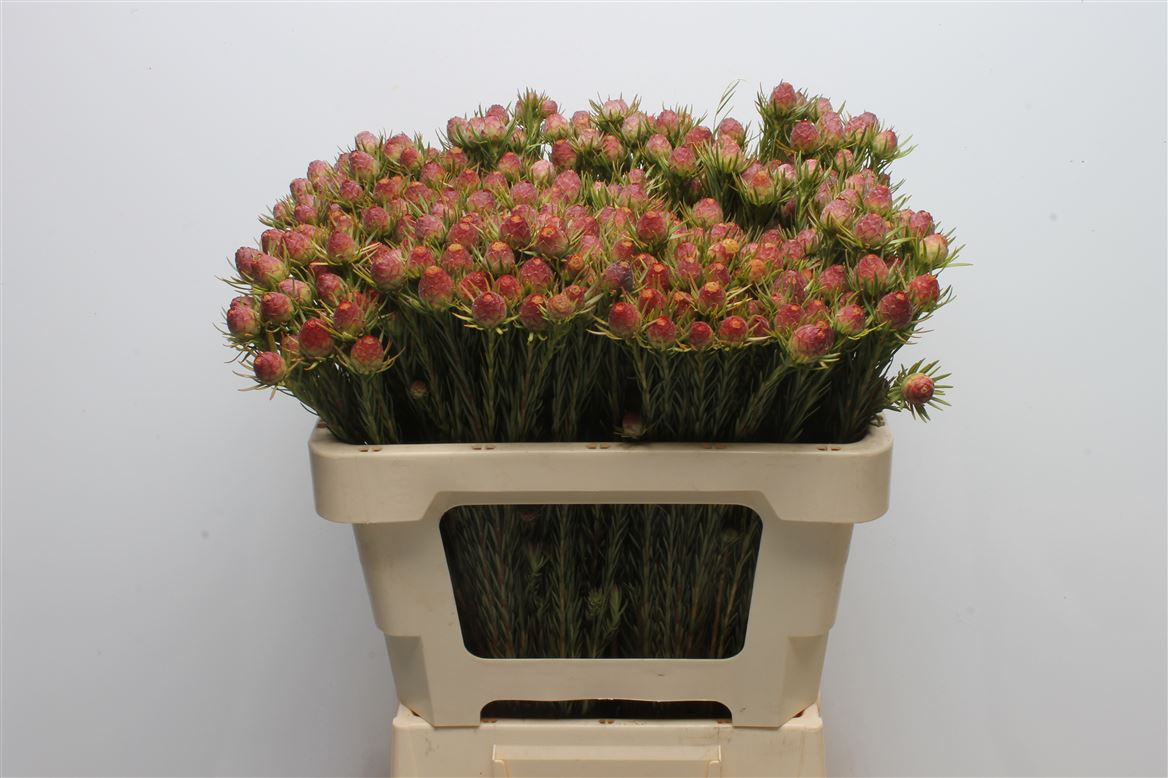 Leucadendron Jubilee Crown 50cm