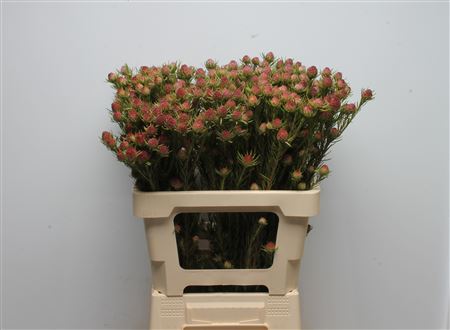 Leucadendron Jubilee Crown Bunch 60cm