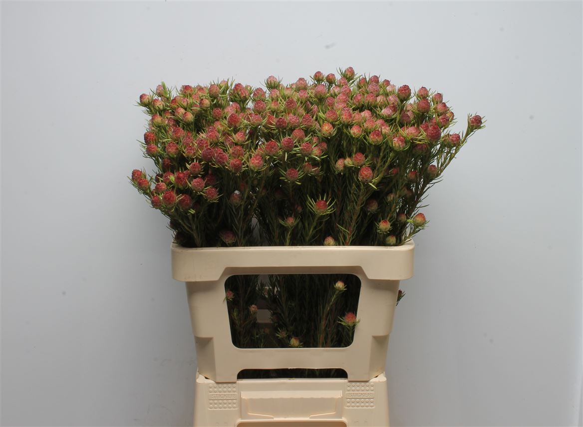 Leucadendron Jubilee Crown 60cm