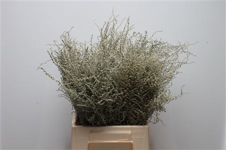 Stoebe Plumosa