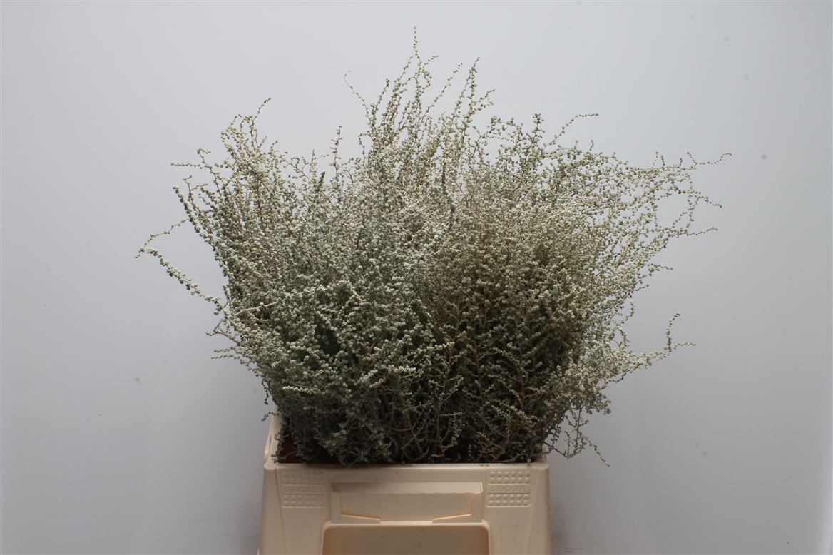 Cape Stoebe 40cm