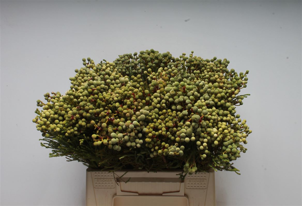 Berzelia Brotanoides 40cm