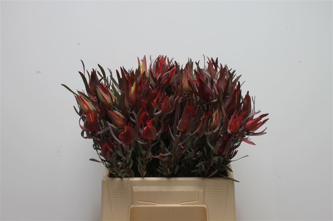 Leucadendron Salignum Blush 40cm