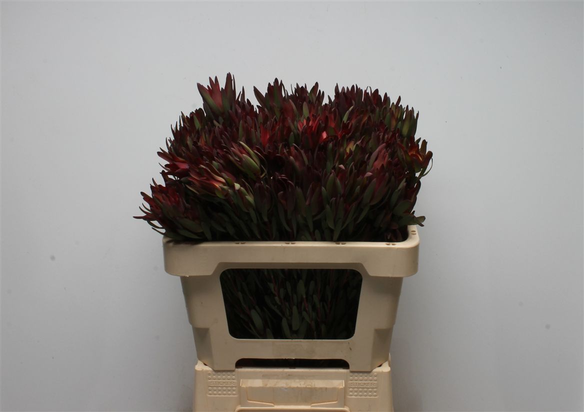 Leucadendron Salignum Blush 50cm