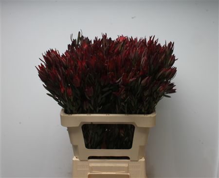 Leucadendron Sal Blush 60cm
