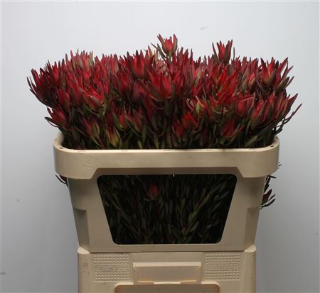 Leucadendron Sal Blush 70cm