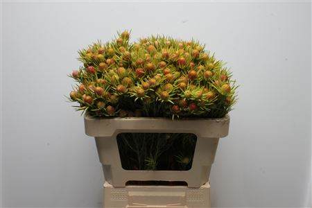 Leucadendron Ape Spice 50cm