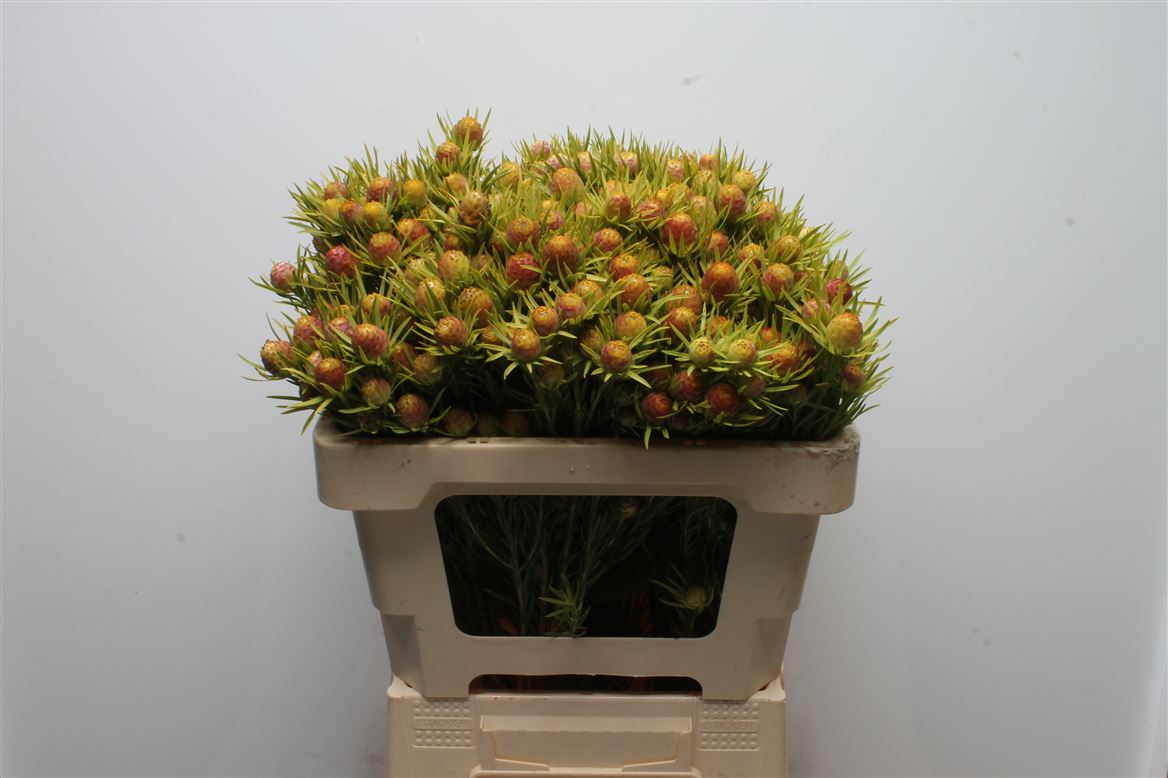 Leucadendron Cape Spice 50cm