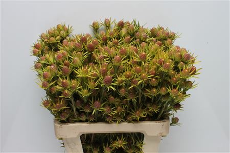 Leucadendron Ape Spice 60cm