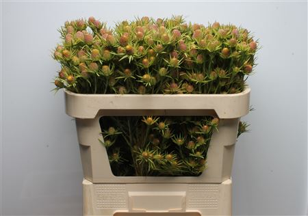Leucadendron Ape Spice 70cm
