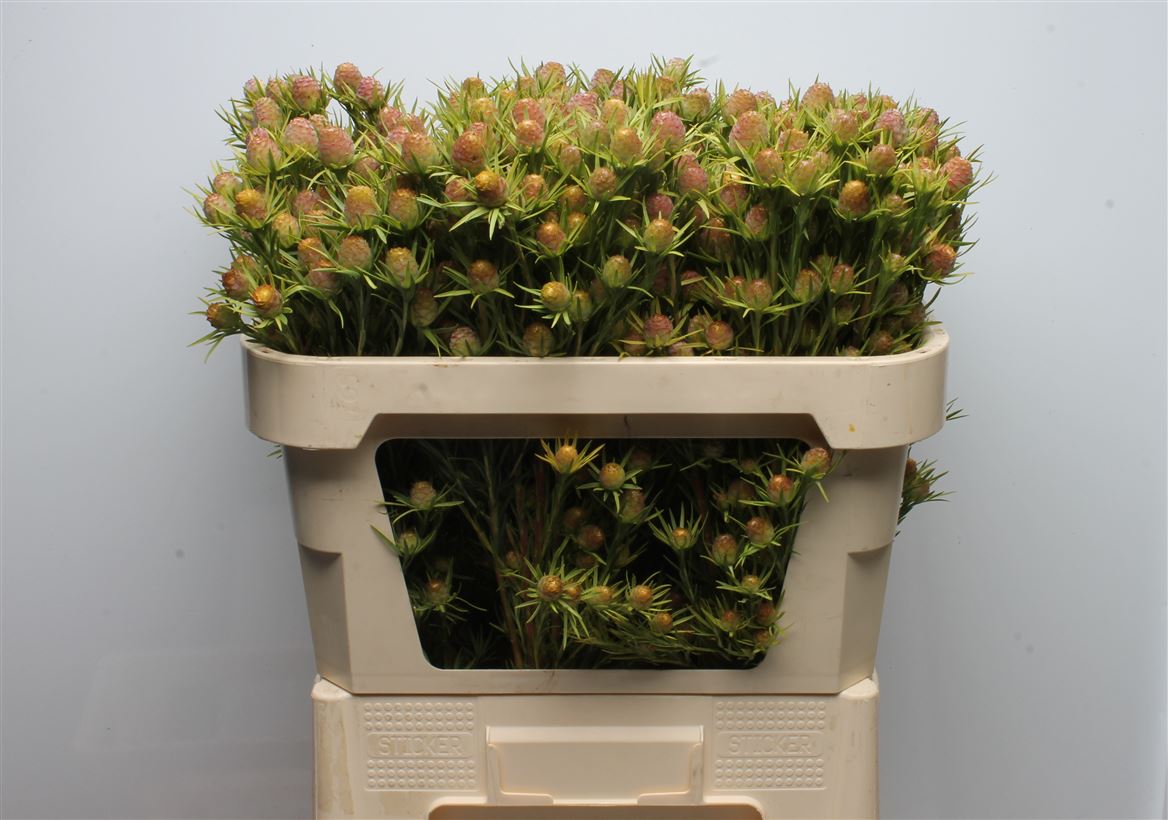 Leucadendron Cape Spice 70cm