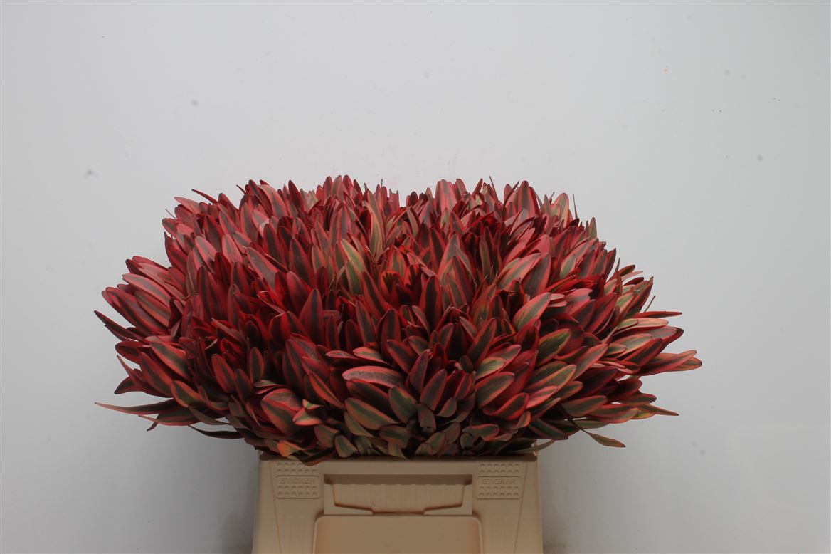 Leucadendron Jester 40cm