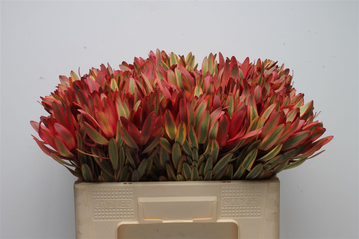 Leucadendron Jester 50cm