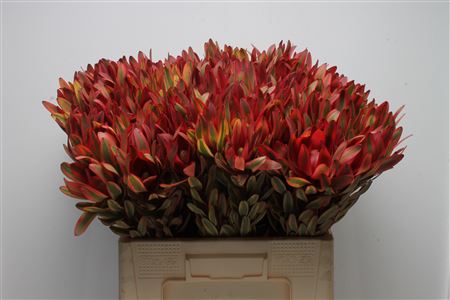 Leucadendron Jester 60cm
