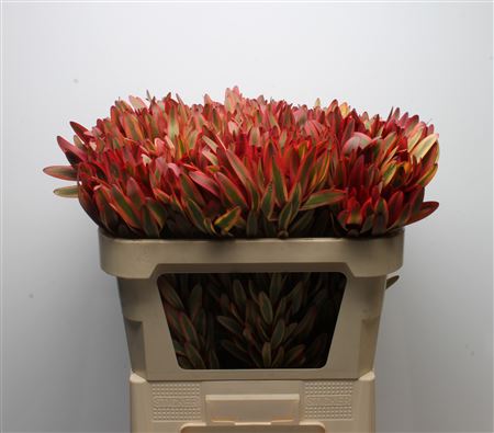 Leucadendron Jester 70cm